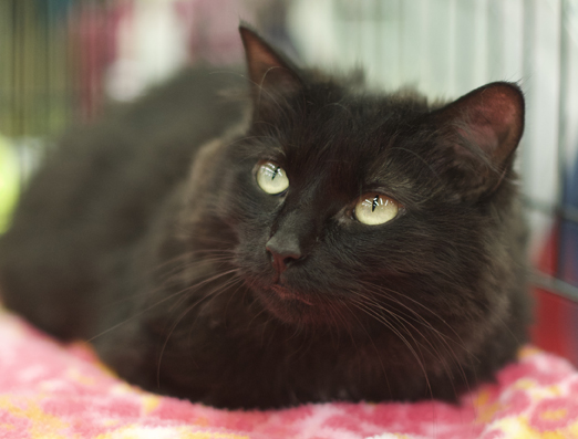 Black Long Haired Cat