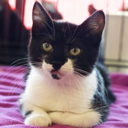 tuxedo kitten