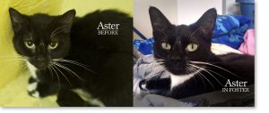 Cat Before & After Foster
