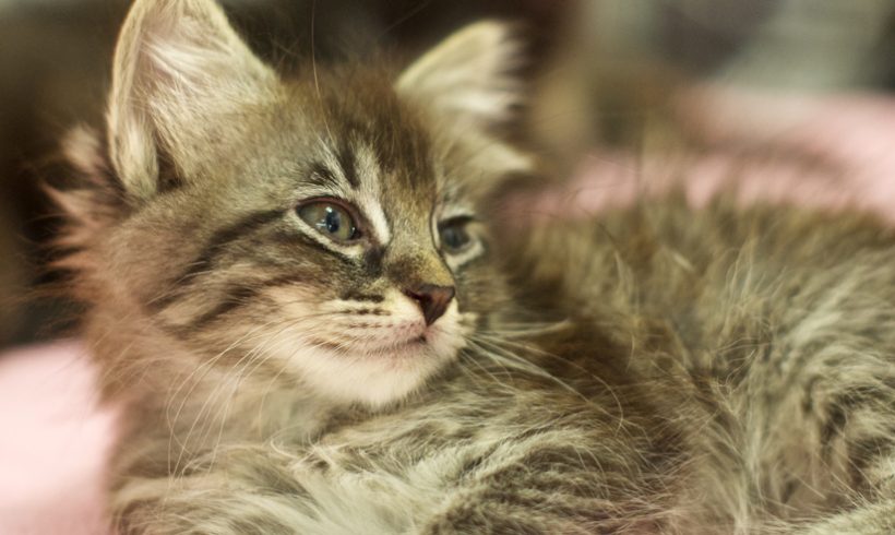tabby kitten