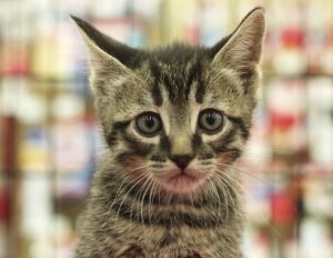 Tabby Kitten