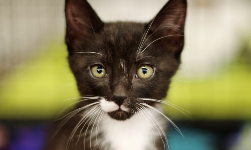 tuxedo kitten