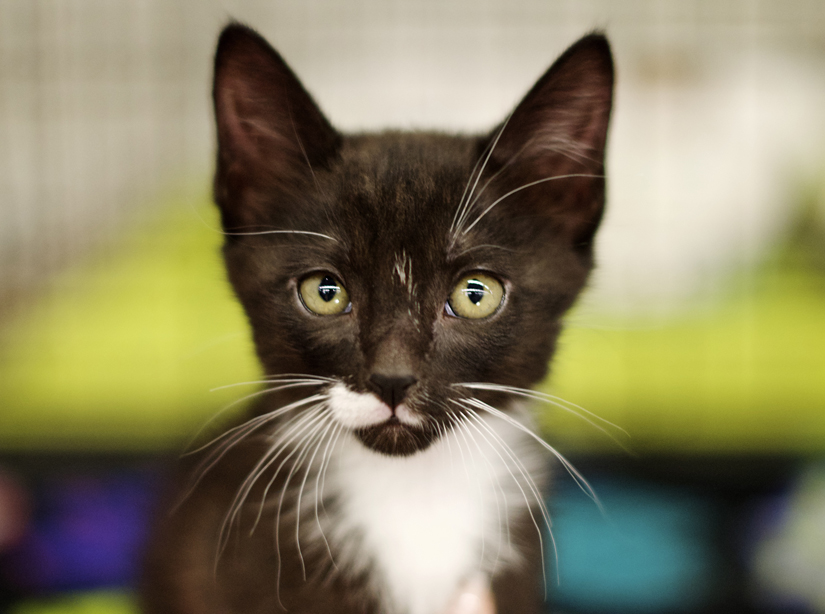 tuxedo kitten