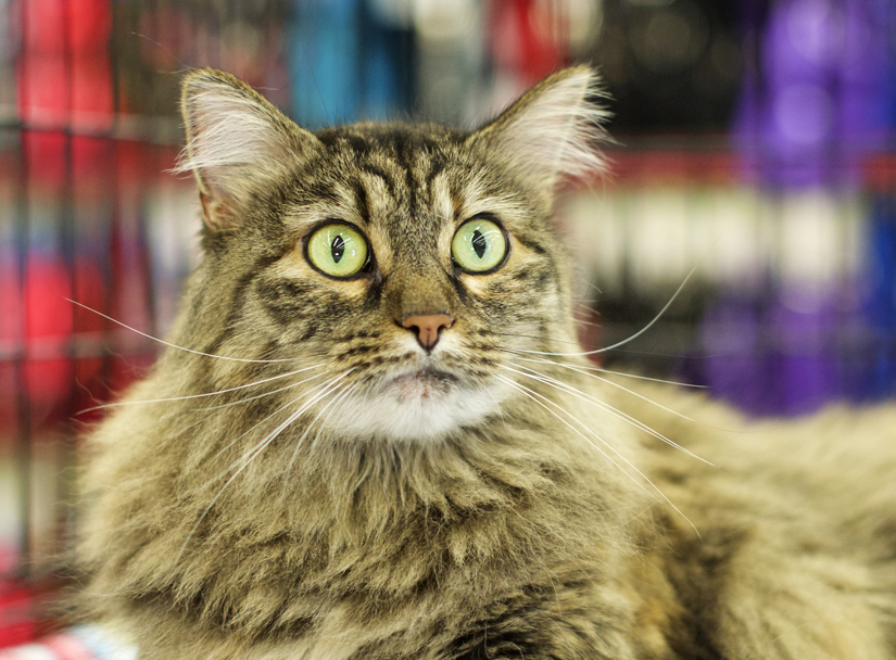 Long haired tabby