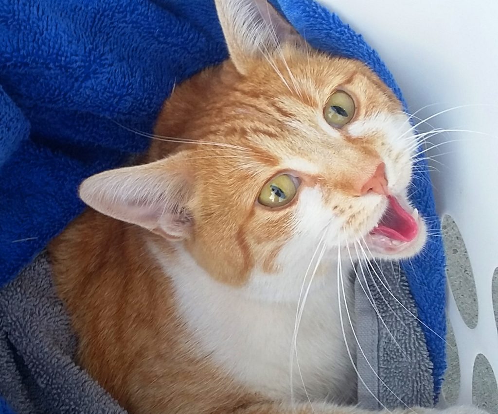 Ginger cat