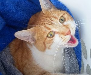 Ginger cat