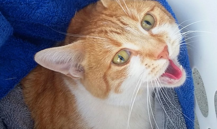 Ginger cat