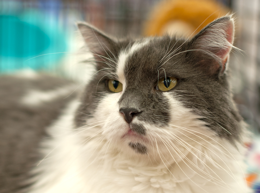 Gray & White cat