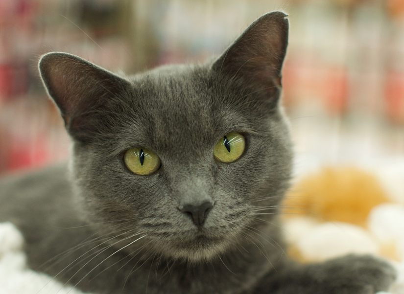 gray cat