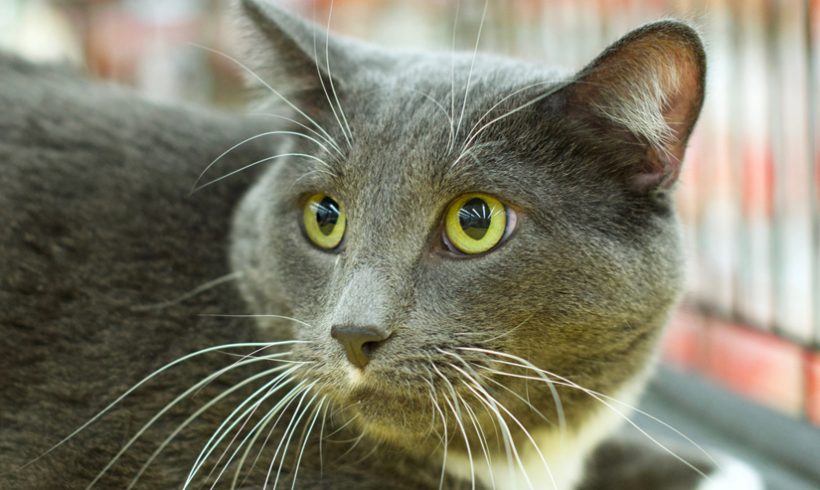 gray and white cat