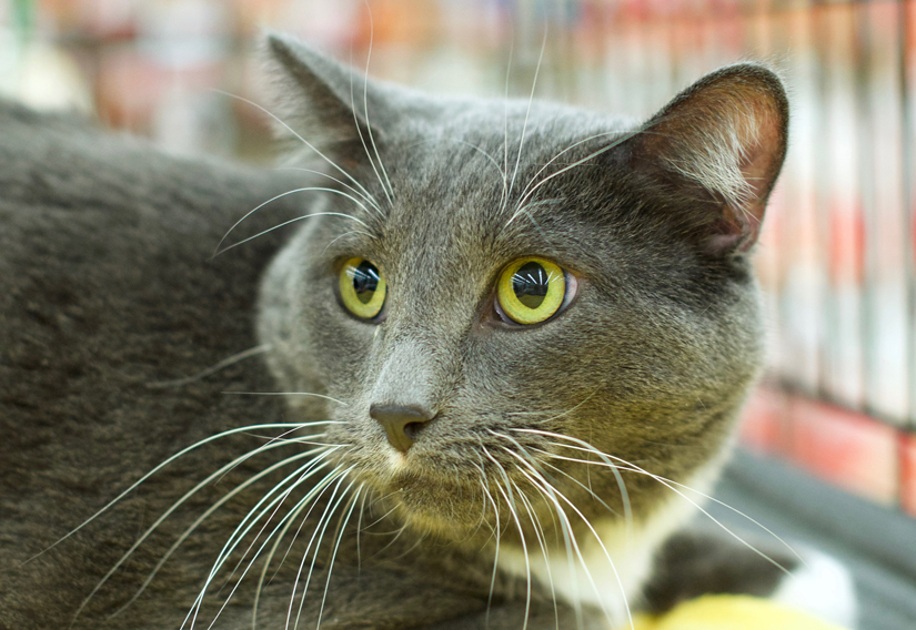 gray and white cat