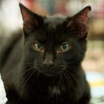 black kitten