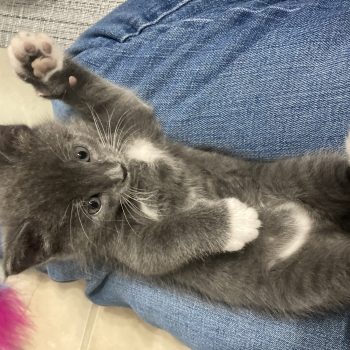 paw_print